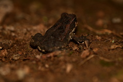 Incilius aucoinae