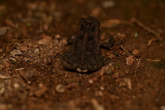Incilius aucoinae