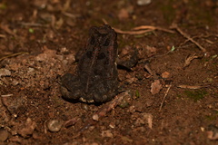 Incilius aucoinae