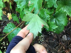 Heuchera glabra
