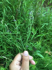 Verbena × engelmannii
