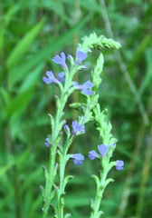 Verbena × engelmannii