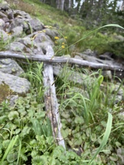 Poa reflexa