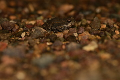 Incilius aucoinae image