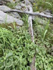 Poa reflexa