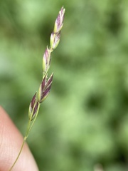 Poa reflexa