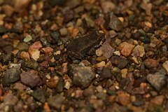 Incilius aucoinae