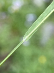 Poa reflexa