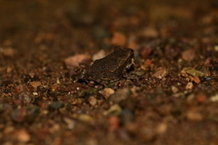 Incilius aucoinae
