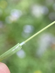 Poa reflexa