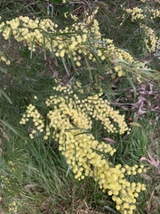 Acacia fimbriata