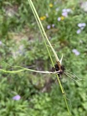 Poa reflexa