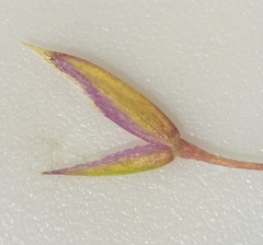 Poa reflexa