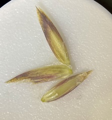 Poa reflexa
