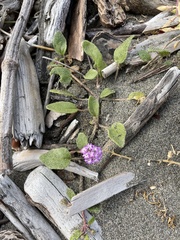 Abronia umbellata breviflora