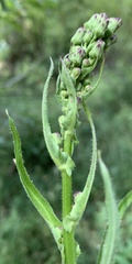 Lactuca ludoviciana