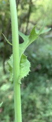 Lactuca ludoviciana