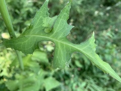 Lactuca ludoviciana