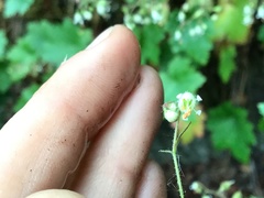 Heuchera glabra