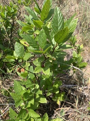 Rhamnus alnifolia