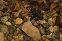 Incilius aucoinae