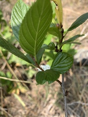 Rhamnus alnifolia