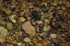 Incilius aucoinae