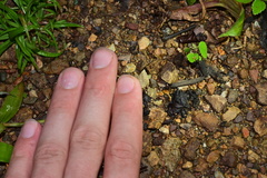 Incilius aucoinae