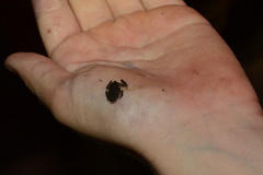 Incilius aucoinae