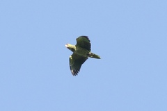 Amazona viridigenalis