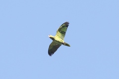 Amazona viridigenalis