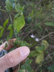 Chromolaena laevigata