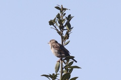 Passer domesticus