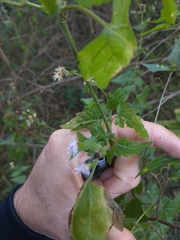 Chromolaena laevigata