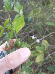 Chromolaena laevigata