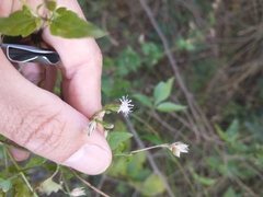 Chromolaena laevigata