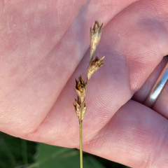 Carex bicknellii