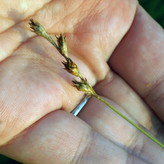Carex bicknellii