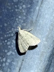 Zanclognatha protumnusalis