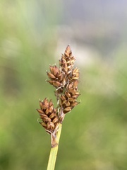 Carex praeceptorum