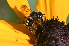 Dianthidium subparvum