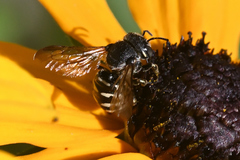 Dianthidium subparvum