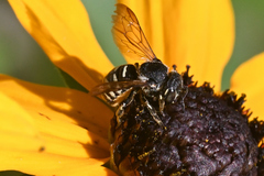 Dianthidium subparvum