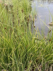 Carex praeceptorum