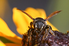 Dianthidium subparvum