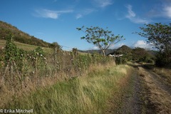 Ipomoea sagittifolia