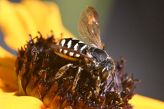 Dianthidium subparvum