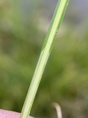 Carex praeceptorum
