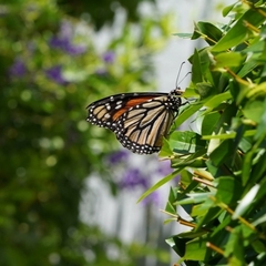 Danaus plexippus