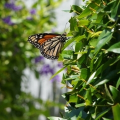 Danaus plexippus
